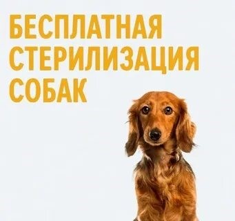 В ветеринарной клинике ОГБУ Тулунская СББЖ проводится запись на бесплатную    овариогистероэктомию (удаление матки и яичников) у сук, а так же бесплатное чипирование сук и кобелей.
